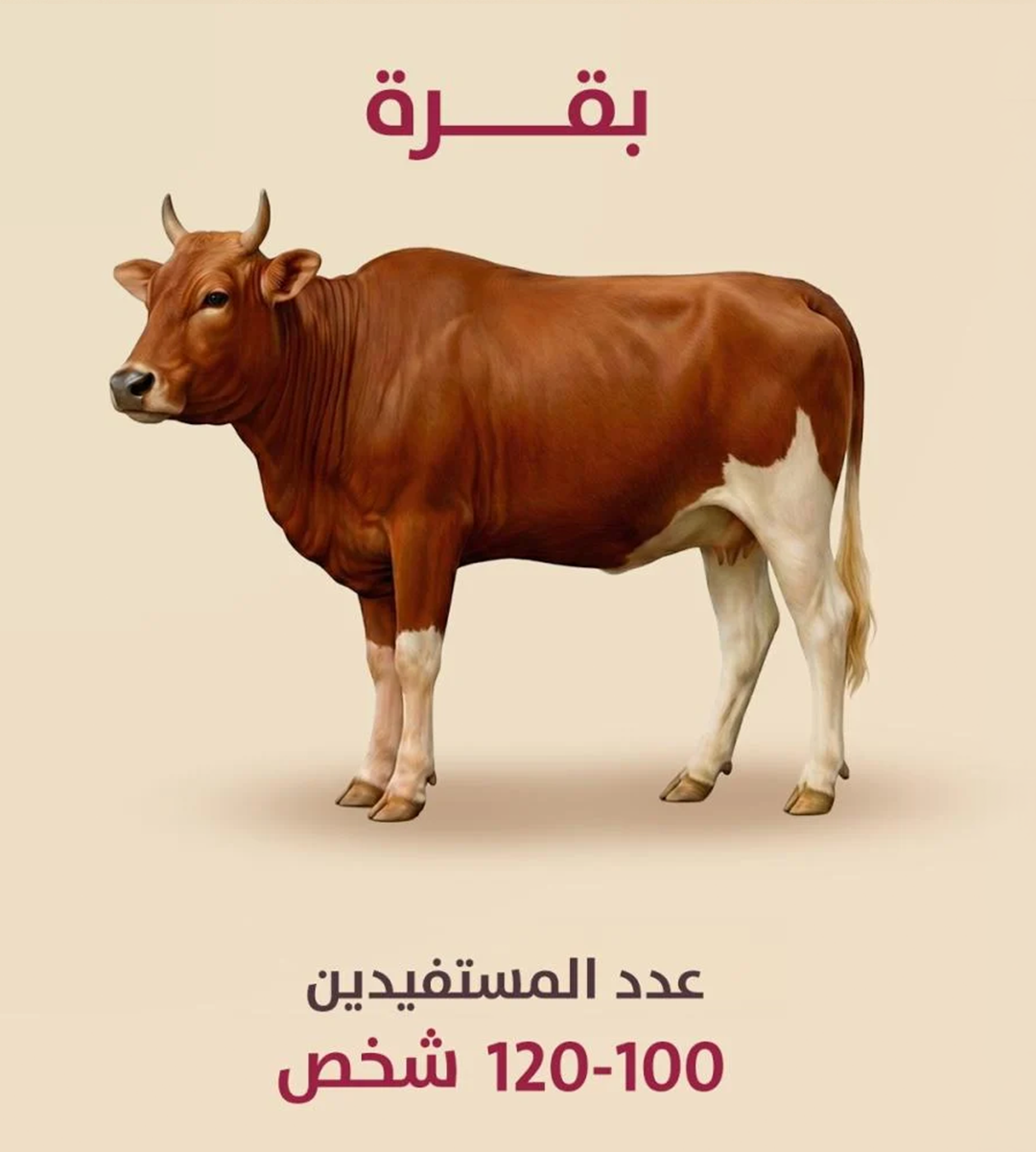 بقرة